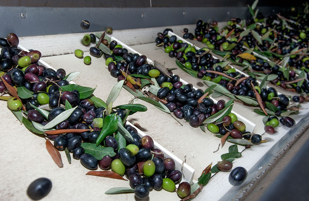 molitura delle olive estrazione meccanica