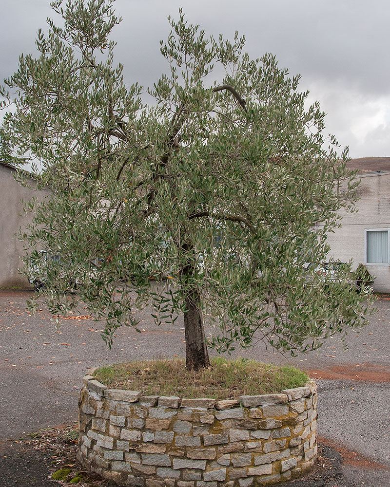 molitura delle olive frantoio volterra