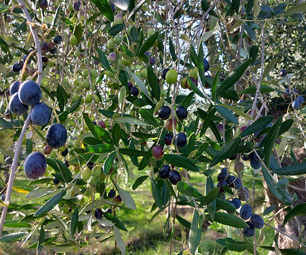 periodo raccolta delle olive