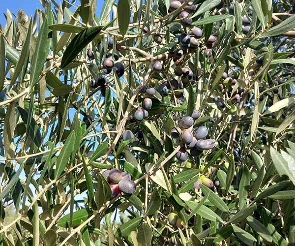 raccolta delle olive meccanizzata