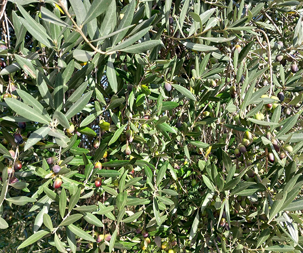 raccolta delle olive oleificio volterra