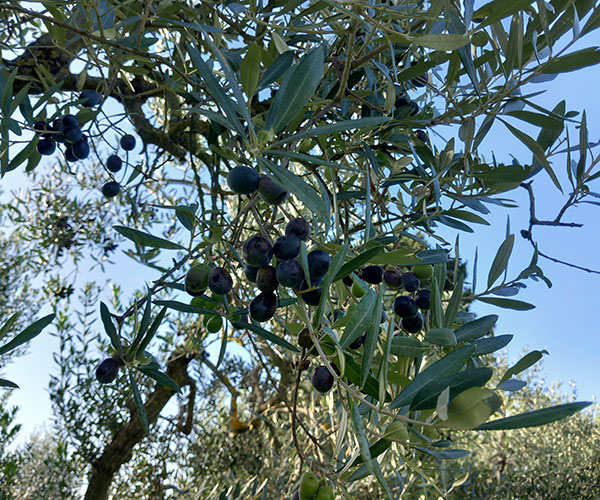 raccolta delle olive per fare olio