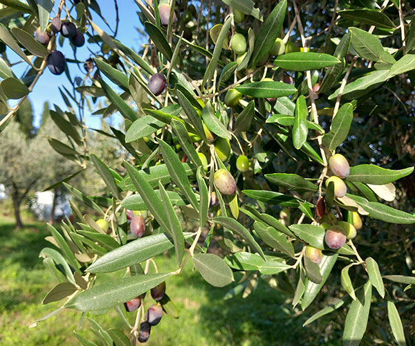 raccolta delle olive volterra